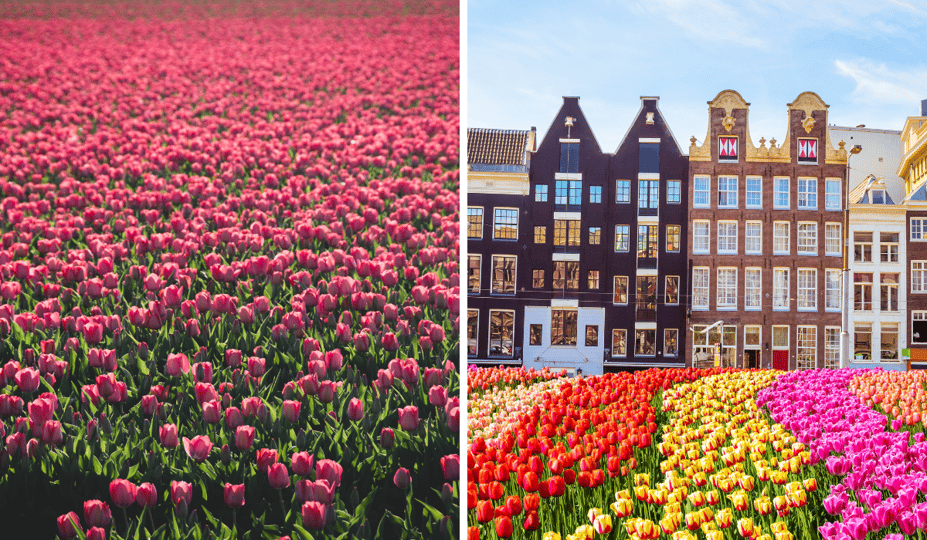 It's Tulip Time on AmaWaterways